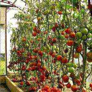 the best varieties of tomato of siberia