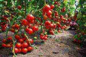 the best varieties of tomato of siberia