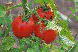 the best varieties of tomato of siberia