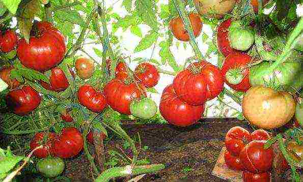 the best varieties of tomato of siberia