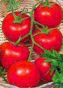 the best varieties of tomato of siberia