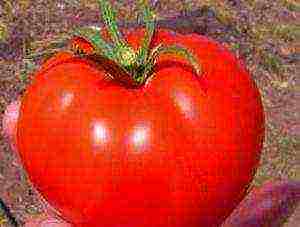 the best varieties of tomato of siberia