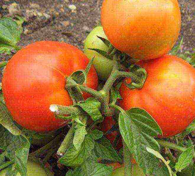 the best varieties of tomato of siberia