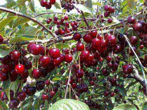 the best varieties of late cherries