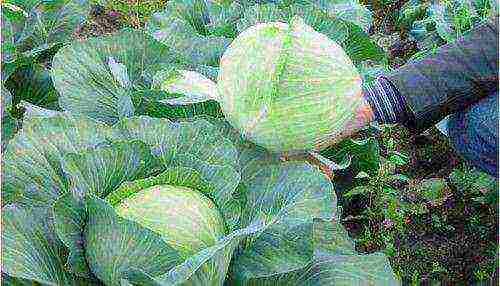 the best varieties of late cabbage