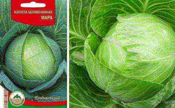 the best varieties of late cabbage