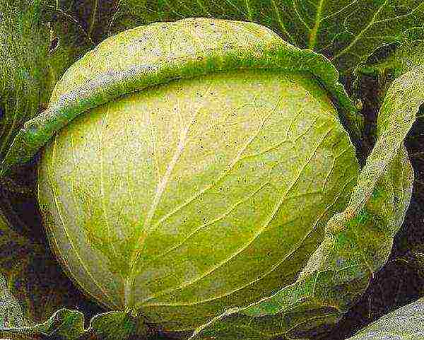 the best varieties of late cabbage
