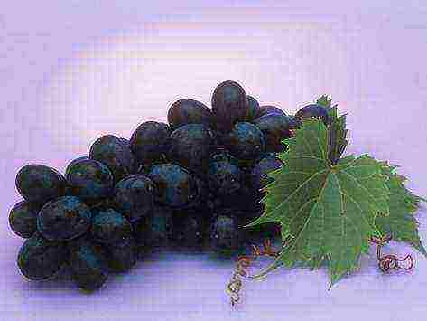 the best varieties of early grapes