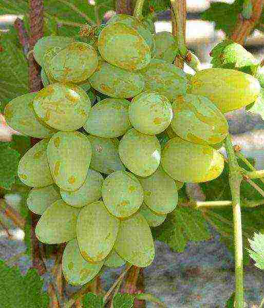 the best varieties of early grapes