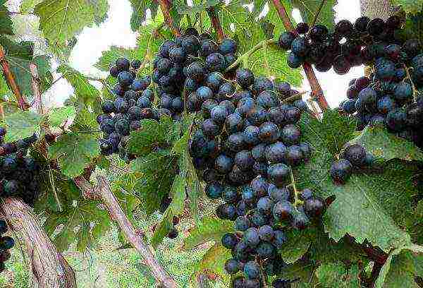 the best varieties of early grapes