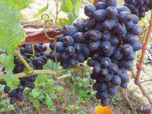 the best varieties of early grapes