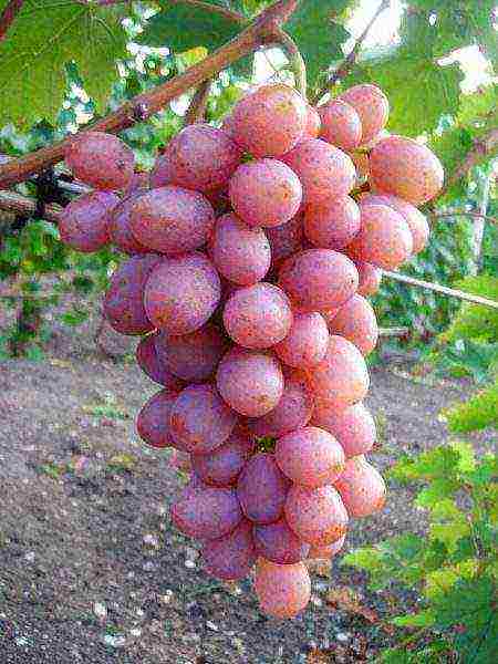 the best varieties of early grapes