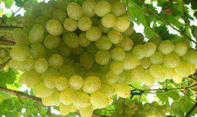 the best varieties of early grapes