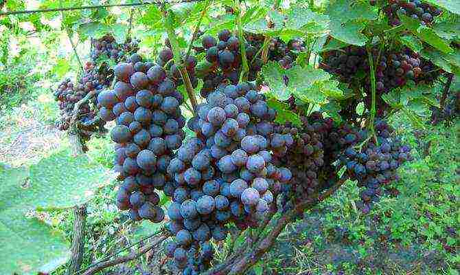 the best varieties of early grapes