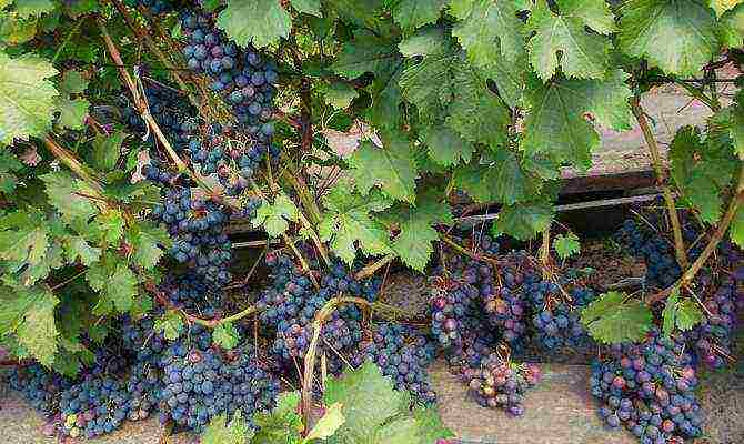 the best varieties of early grapes