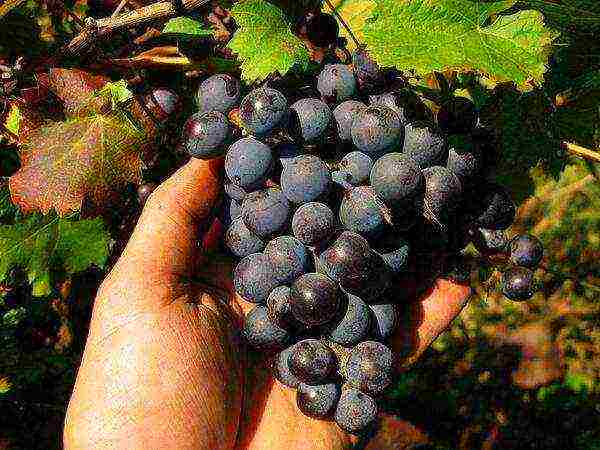 the best varieties of early grapes