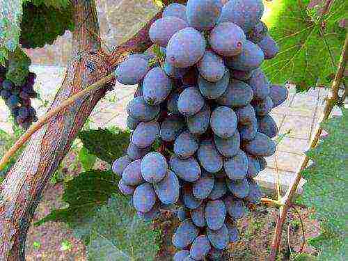 the best varieties of early grapes