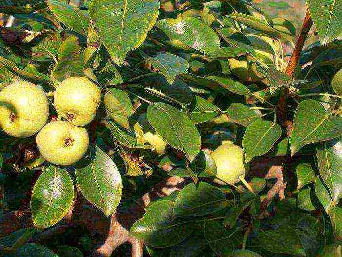 the best varieties of early pears