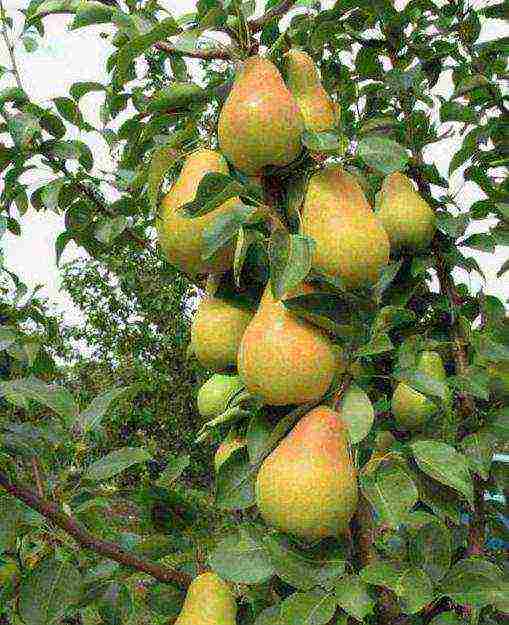 the best varieties of early pears