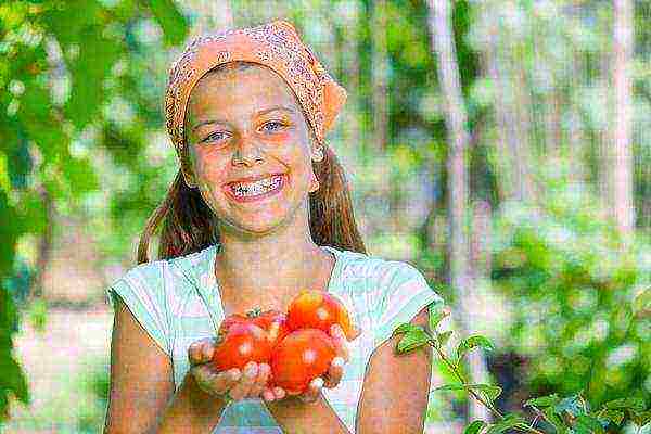 the best varieties of early tomatoes