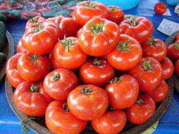 the best varieties of early tomatoes