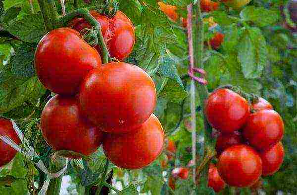 the best varieties of early tomatoes