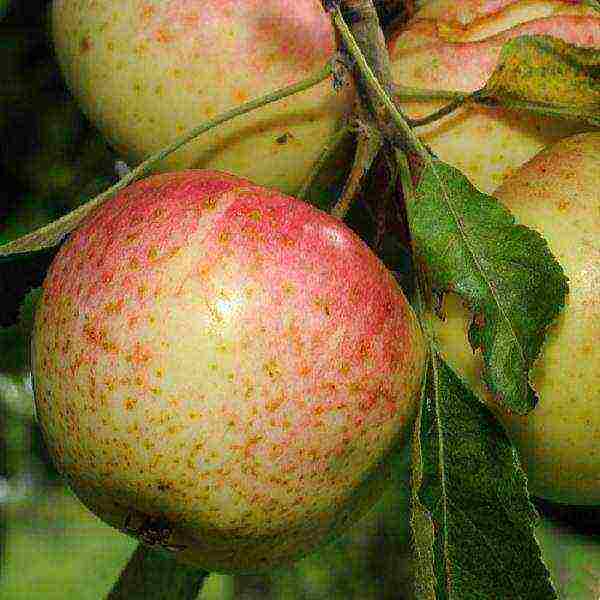 the best varieties of early apple trees