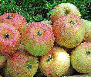 the best varieties of early apple trees