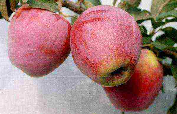 the best varieties of early apple trees