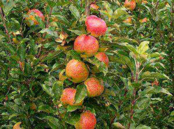 the best varieties of early apple trees