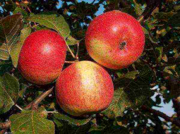 the best varieties of early apple trees