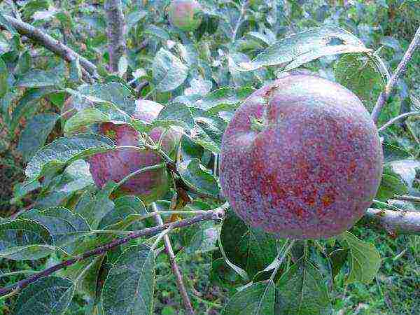 the best varieties of early apple trees