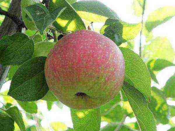 the best varieties of early apple trees