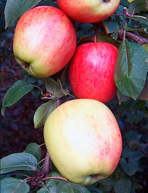 the best varieties of early apple trees