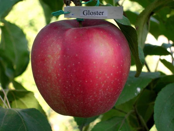 the best varieties of early apple trees