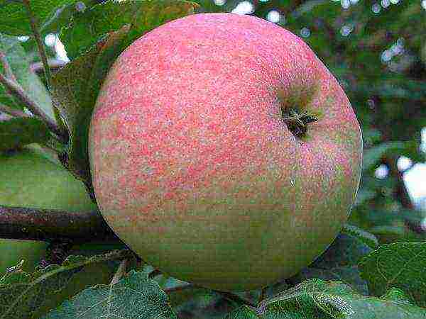 the best varieties of early apple trees