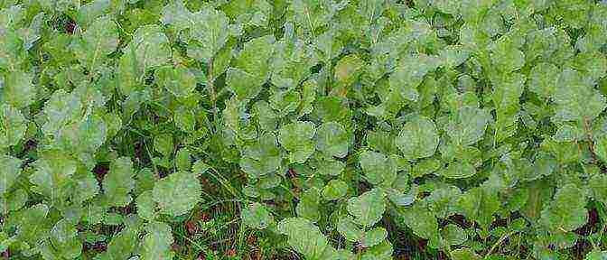 the best varieties of green radish