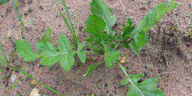 the best varieties of green radish