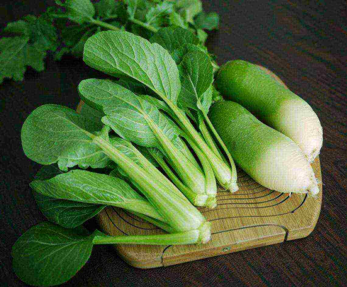 the best varieties of green radish