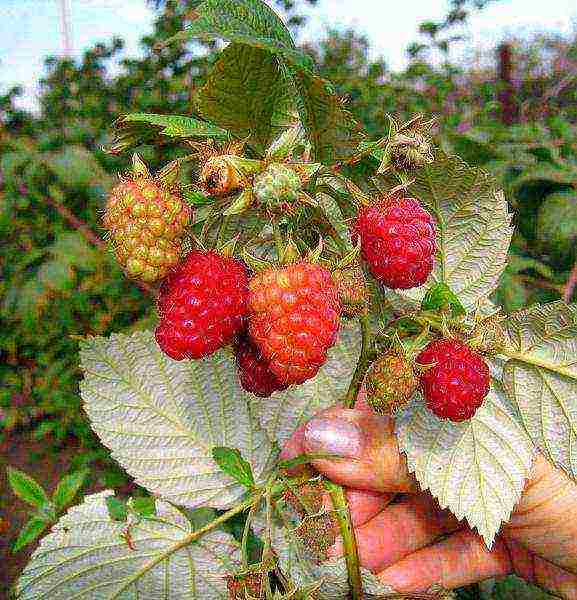 ang pinakamahusay na mga pagkakaiba-iba ng mga rem raspberry