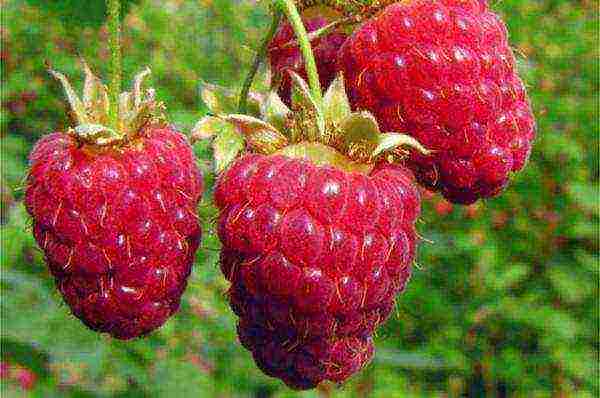 the best varieties of rem raspberries