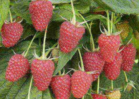 the best varieties of rem raspberries