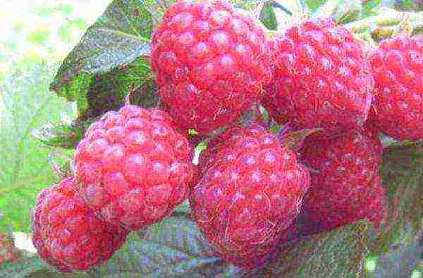 the best varieties of rem raspberries