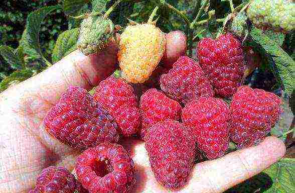 the best varieties of rem raspberries