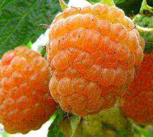 the best varieties of rem raspberries