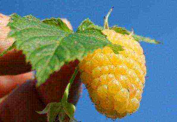 the best varieties of rem raspberries