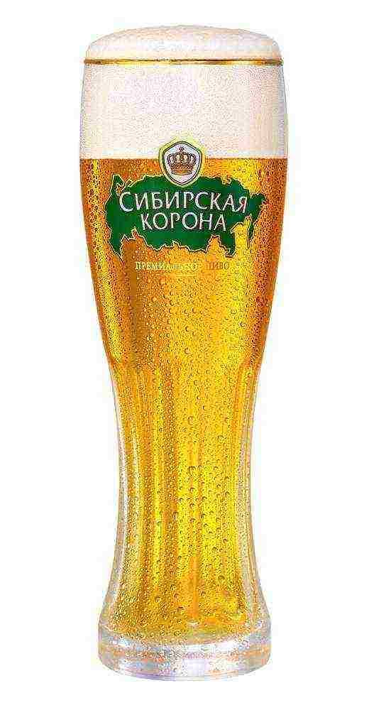 the best varieties of Russian beer