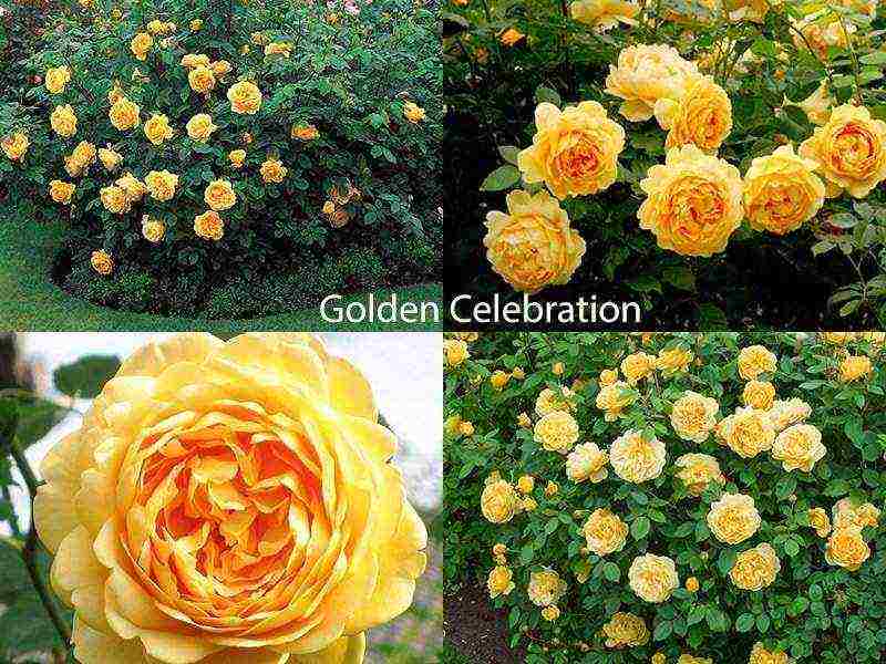 the best varieties of roses for