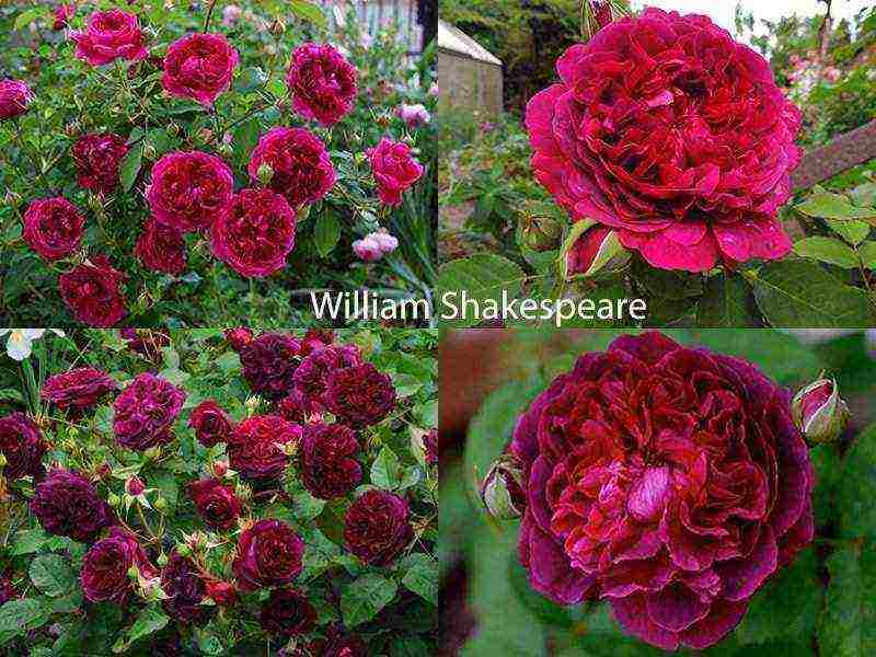 the best varieties of roses for
