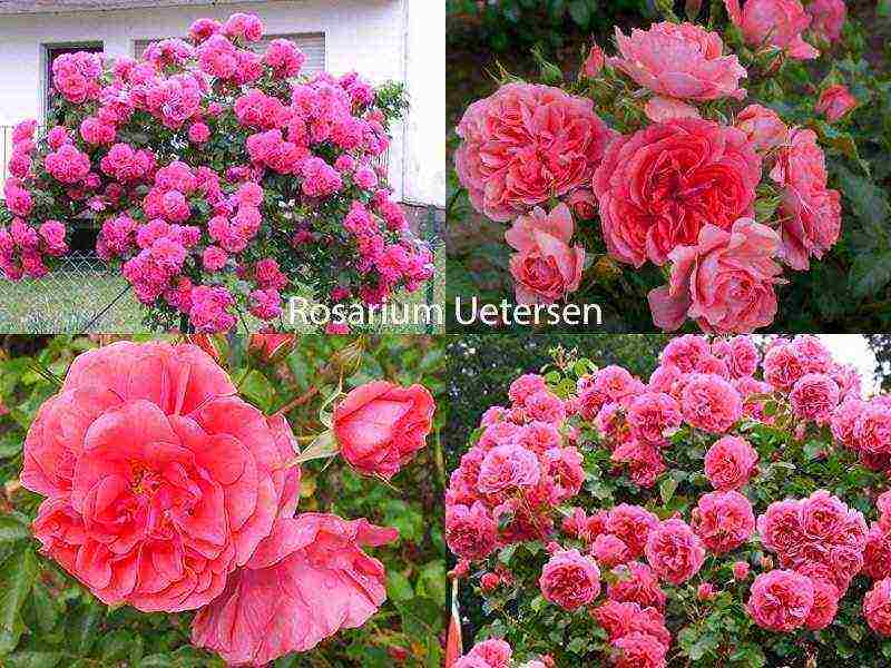 the best varieties of roses for